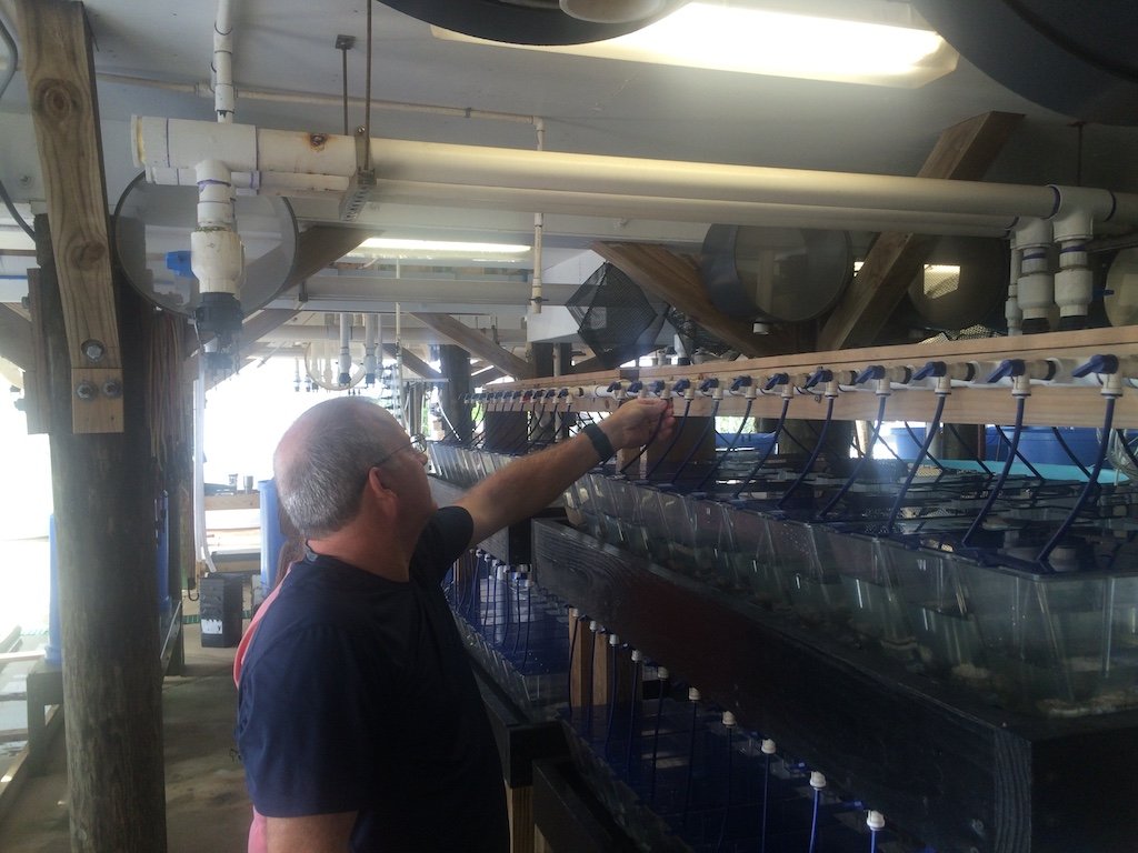 Auburn University Hatchery Manager Scott Rikard Spawning Oysters for Seed Photo Cred Russell Grice copy