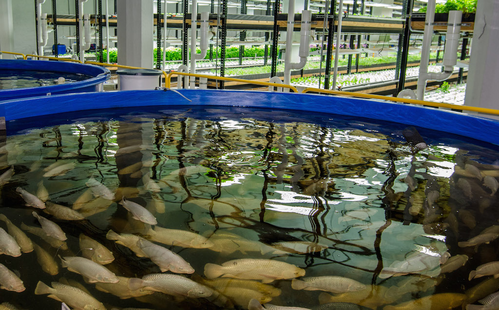 Large aquaponics fish tank sale