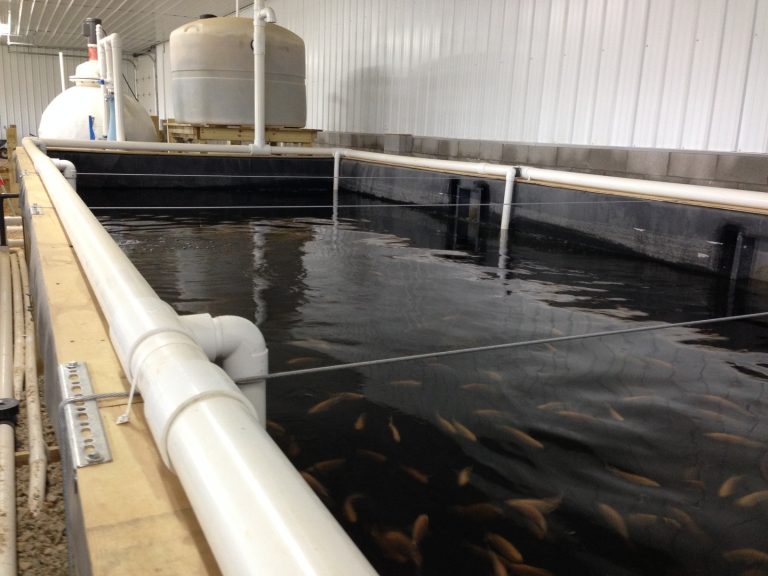 Tilapia farm a family affair Aquaculture North AmericaAquaculture