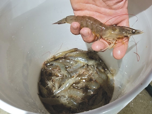 Canada popular fishing aquaculture shrimp trap