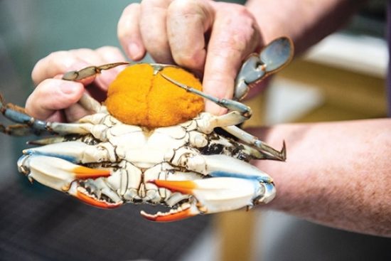 blue crab nutrition