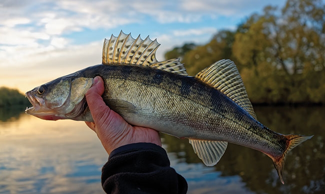 Why not walleye? - Aquaculture North America