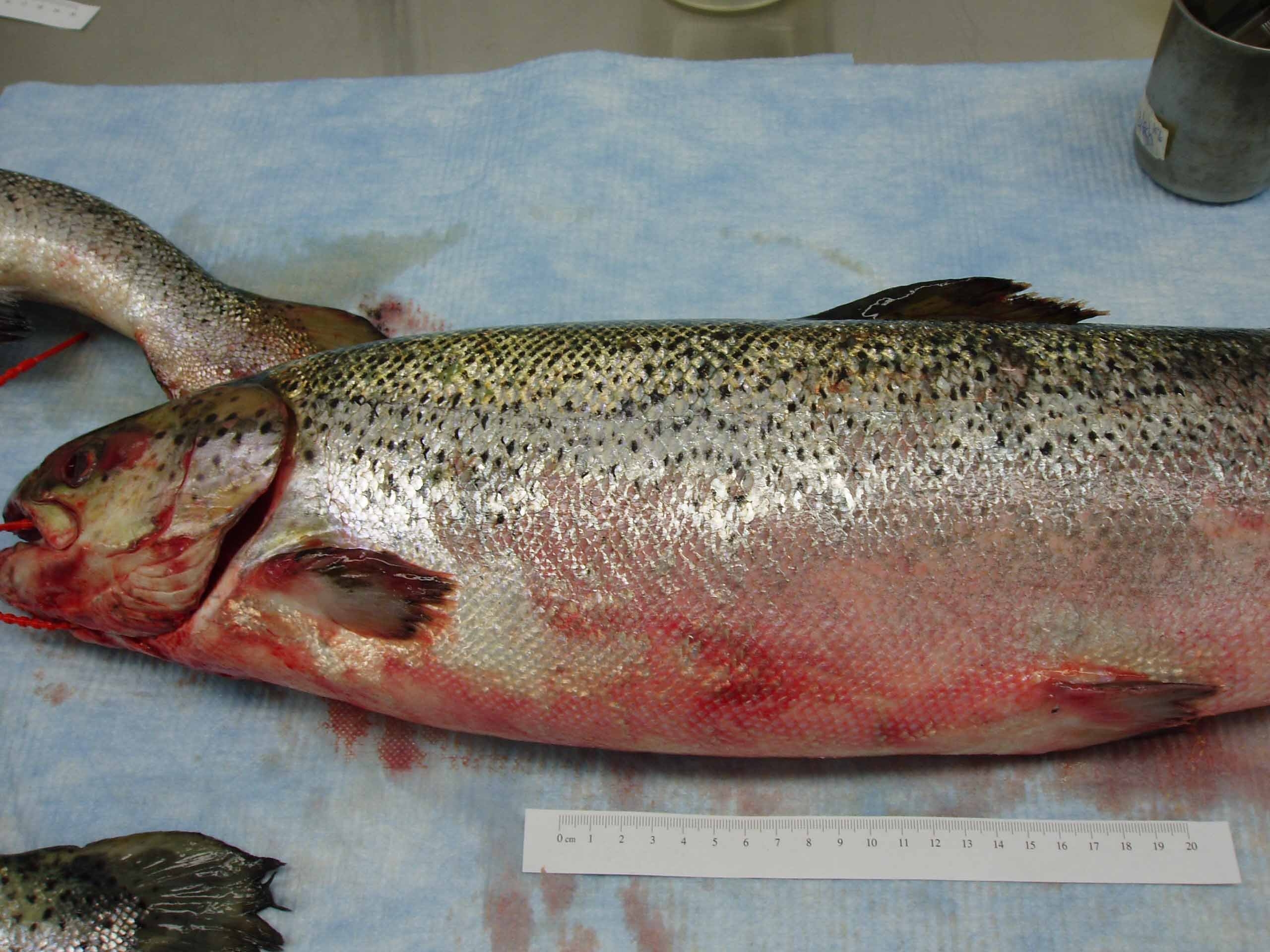 ISA virus forces early harvest of salmon at Cooke's Canadian farm -  Aquaculture North America