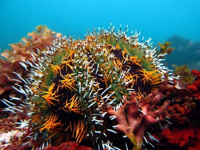 Expert cautions investors in sea-urchin farming - Aquaculture North America