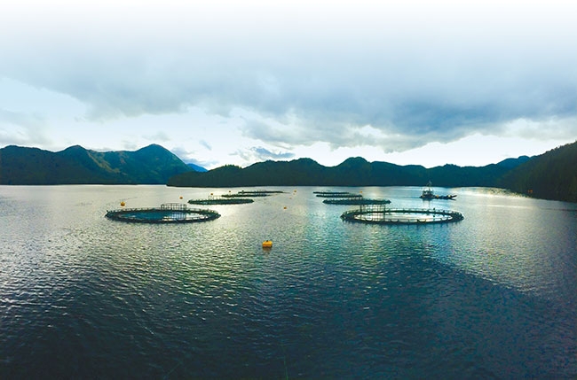 Thinking outside the box: Cage culture innovations driving sustainability -  Aquaculture North America