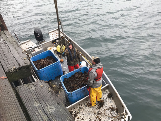 Kelp farming gains traction in Alaska Aquaculture North