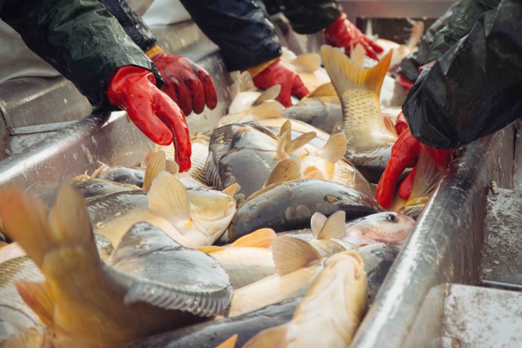 Support for aquaculture development at the local, state, and federal level is urgently needed (Credit: Adobe Stock)