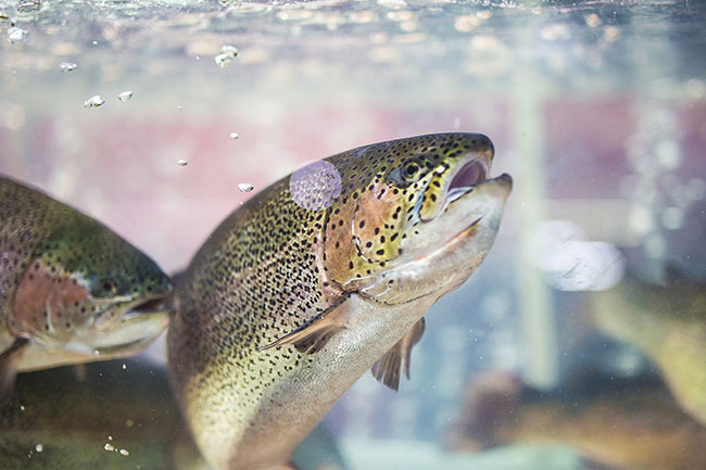 Wellness salmon and trout cheap