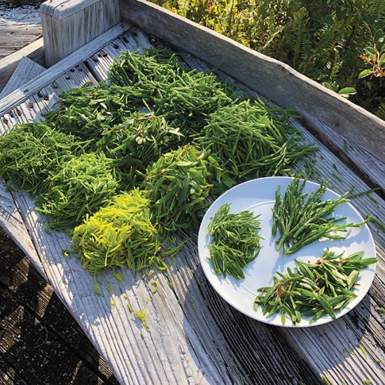 Vegetables from the sea Aquaculture North AmericaAquaculture North