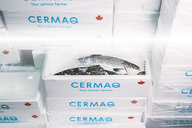 Cermaq-boxes-with-packed-fish
