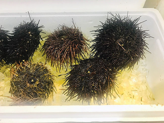 How Sea Urchin (Uni) Is Processed Commercially — How to Make It
